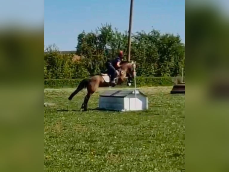Caballo de deporte irlandés Yegua 6 años 146 cm Bayo in Ottenhöfen im Schwarzwald