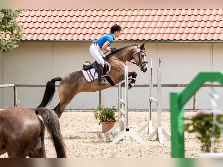 Caballo de deporte irlandés Yegua 6 años 146 cm Bayo in Ottenhöfen im Schwarzwald