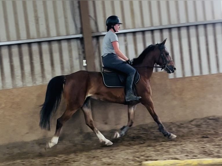 Caballo de deporte irlandés Yegua 6 años 148 cm Castaño rojizo in Sligo