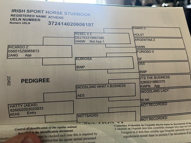 Caballo de deporte irlandés Yegua 6 años 155 cm Castaño rojizo in Sligo