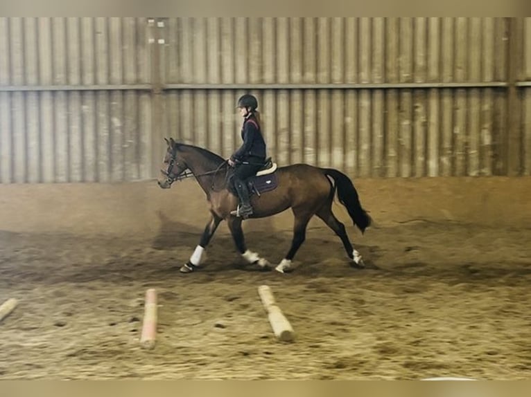 Caballo de deporte irlandés Yegua 6 años 155 cm Castaño rojizo in Sligo