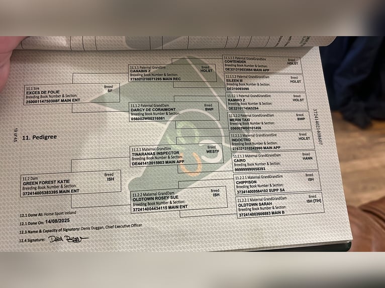 Caballo de deporte irlandés Yegua 6 años 156 cm Castaño rojizo in Sligo