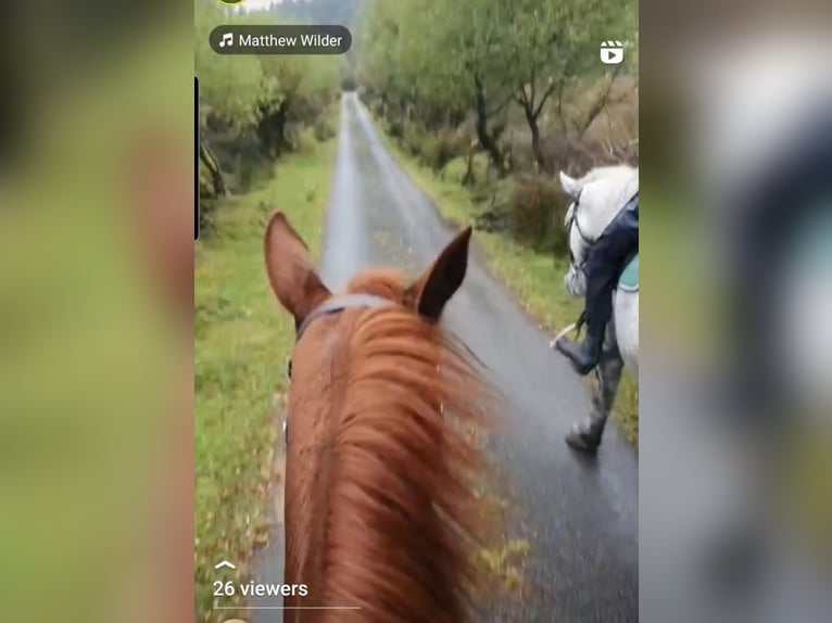 Caballo de deporte irlandés Yegua 6 años 158 cm Alazán-tostado in Drumshanbo