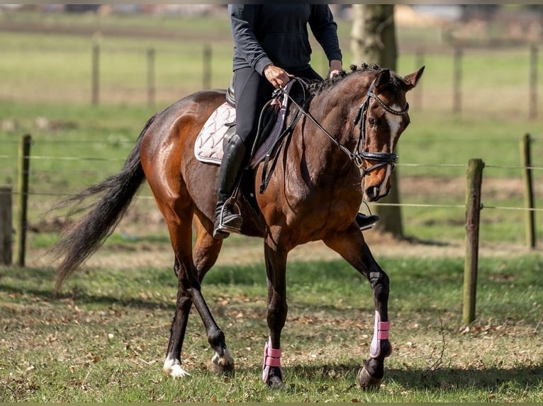 Caballo de deporte irlandés Mestizo Yegua 6 años 158 cm Castaño in Nettetal