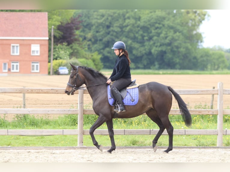 Caballo de deporte irlandés Yegua 6 años 158 cm Negro in Pepingen