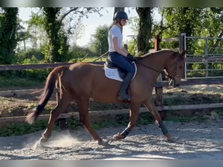 Caballo de deporte irlandés Yegua 6 años 160 cm Alazán-tostado in Co.Leitrim