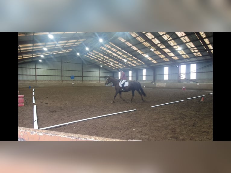 Caballo de deporte irlandés Yegua 6 años 160 cm Alazán-tostado in Co.Leitrim