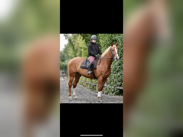 Caballo de deporte irlandés Yegua 6 años 160 cm Alazán-tostado in Carlow