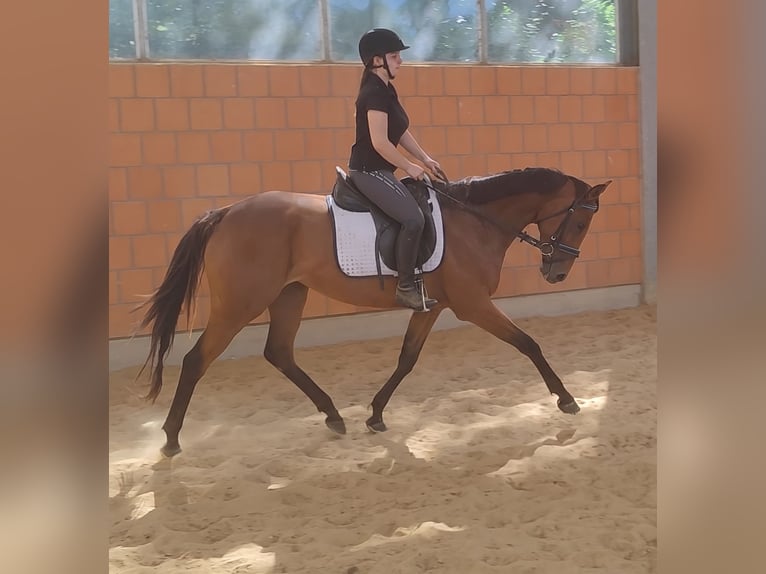 Caballo de deporte irlandés Yegua 6 años 160 cm Castaño in Blomberg