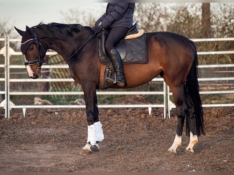 Caballo de deporte irlandés Yegua 6 años 160 cm Castaño in Winnigstedt