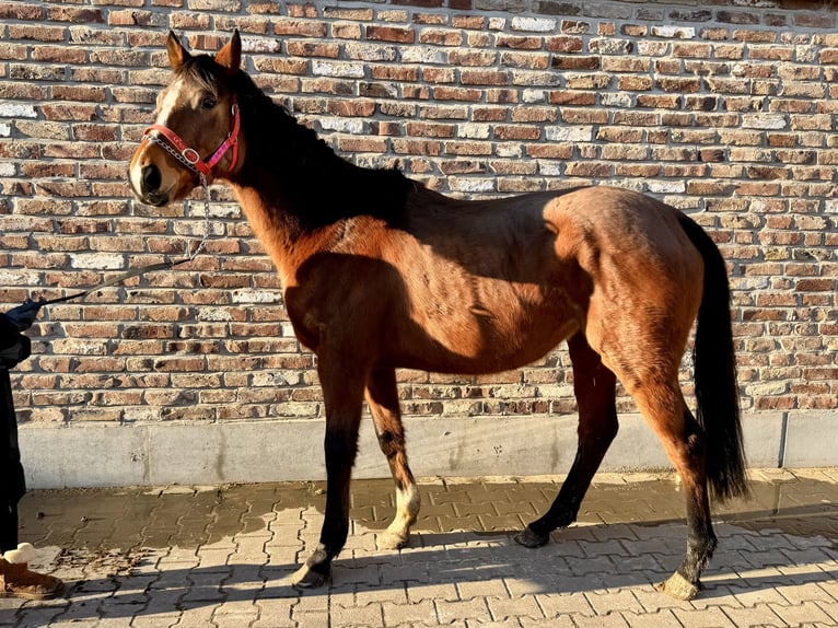 Caballo de deporte irlandés Yegua 6 años 160 cm Castaño in Grevenbroich