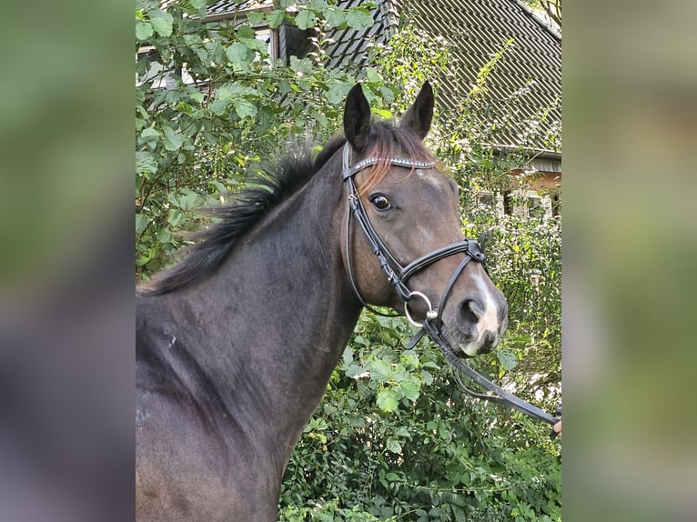 Caballo de deporte irlandés Yegua 6 años 160 cm Morcillo in Nettetal