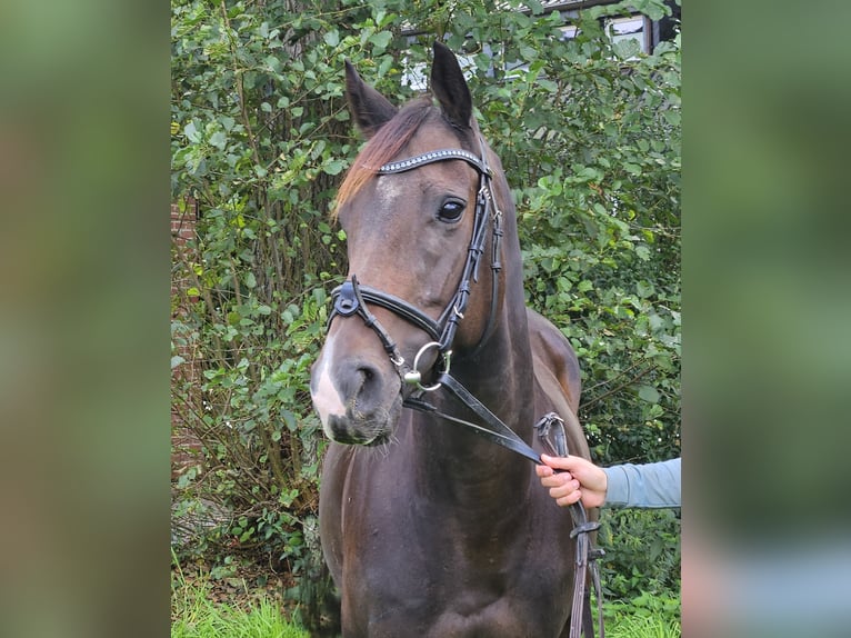 Caballo de deporte irlandés Yegua 6 años 160 cm Morcillo in Nettetal