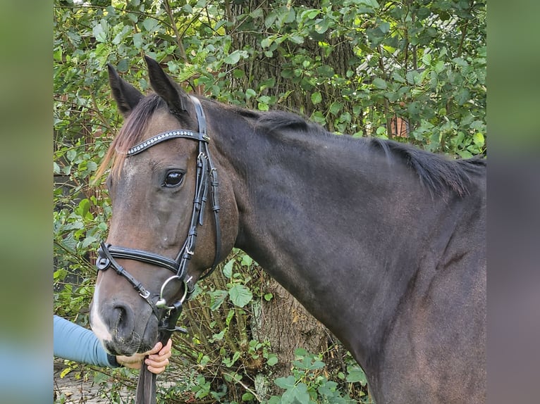 Caballo de deporte irlandés Yegua 6 años 160 cm Morcillo in Nettetal