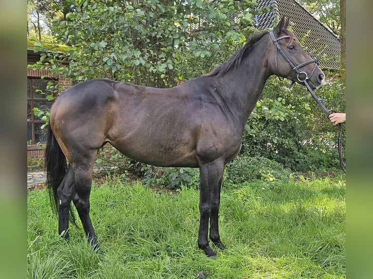 Caballo de deporte irlandés Yegua 6 años 160 cm Morcillo in Nettetal