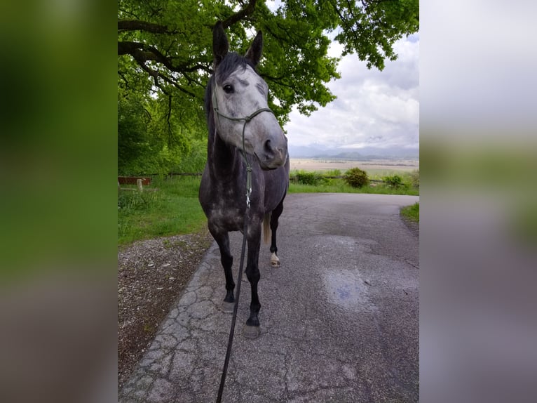 Caballo de deporte irlandés Yegua 6 años 160 cm Tordo in Murnau am Staffelsee