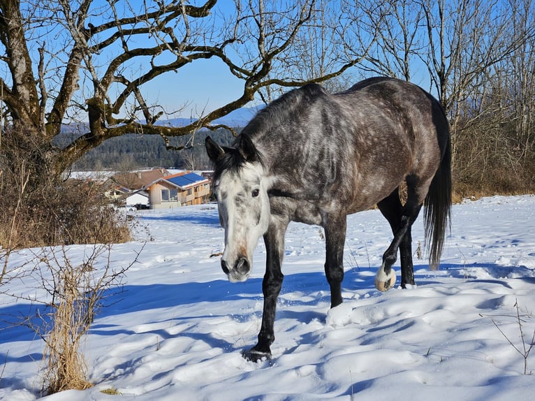 Caballo de deporte irlandés Yegua 6 años 160 cm Tordo in Murnau