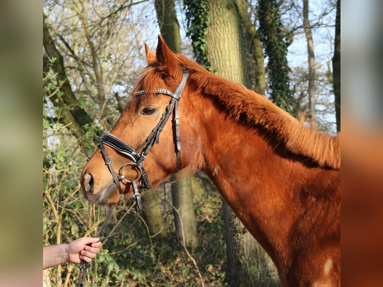 Caballo de deporte irlandés Yegua 6 años 162 cm Alazán in Wachtendonk