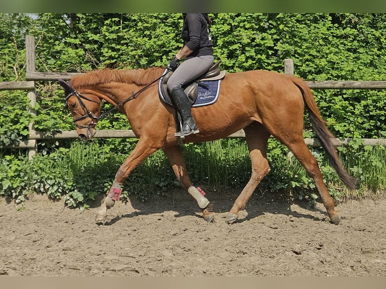Caballo de deporte irlandés Yegua 6 años 162 cm Alazán in Wachtendonk