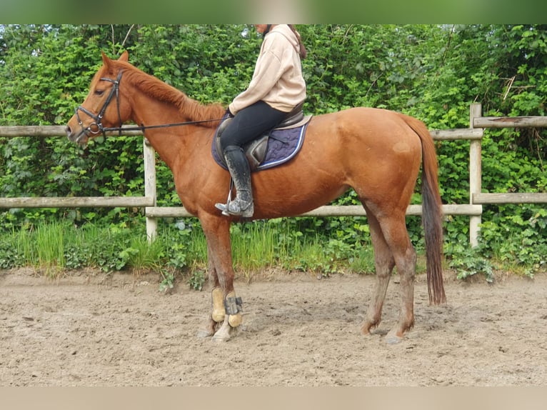 Caballo de deporte irlandés Yegua 6 años 162 cm Alazán in Wachtendonk
