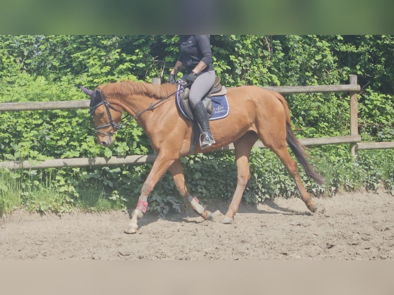 Caballo de deporte irlandés Yegua 6 años 162 cm Alazán in Wachtendonk