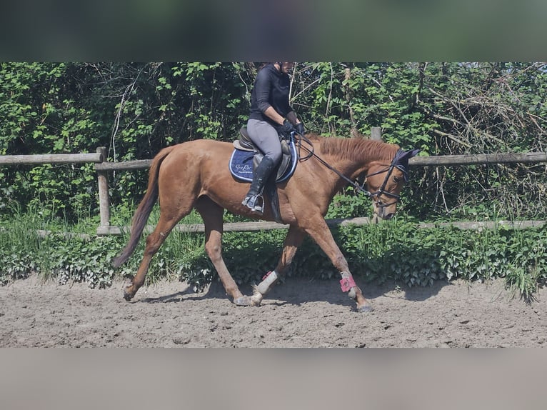 Caballo de deporte irlandés Yegua 6 años 162 cm Alazán in Wachtendonk