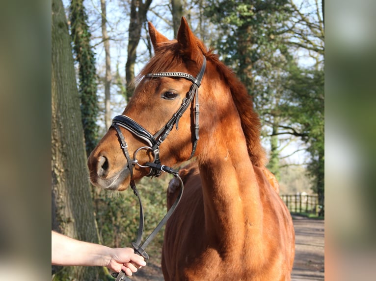Caballo de deporte irlandés Yegua 6 años 162 cm Alazán in Wachtendonk