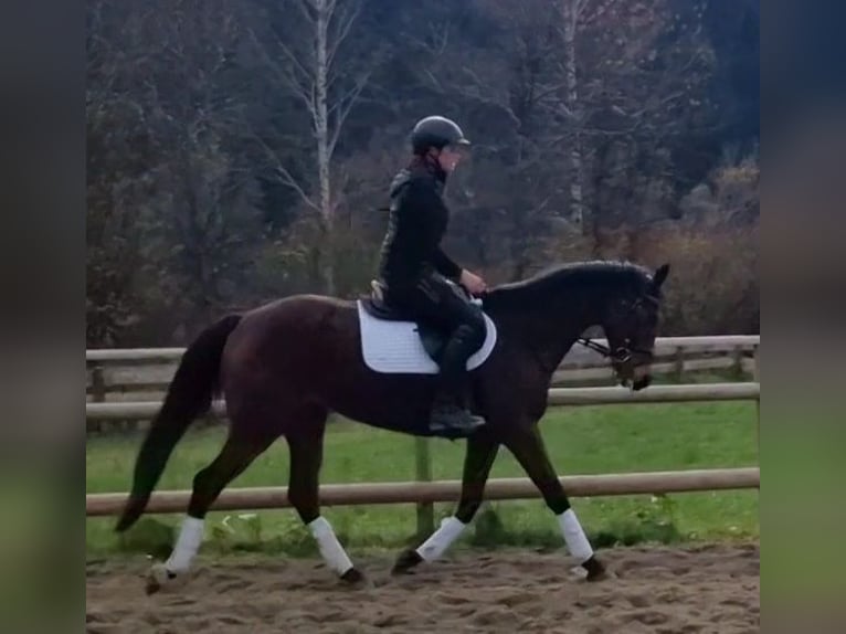 Caballo de deporte irlandés Yegua 6 años 162 cm Castaño in Gummern