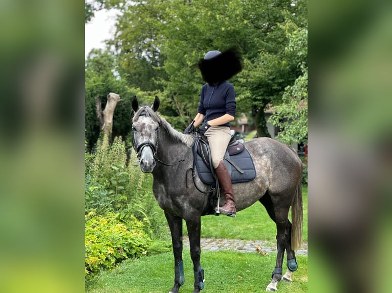 Caballo de deporte irlandés Yegua 6 años 162 cm Tordillo negro in Quernheim