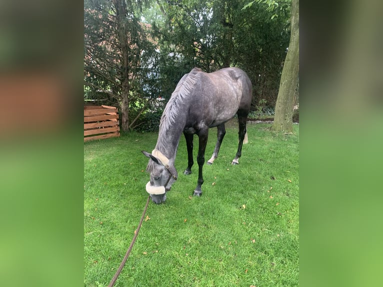 Caballo de deporte irlandés Yegua 6 años 162 cm Tordillo negro in Quernheim