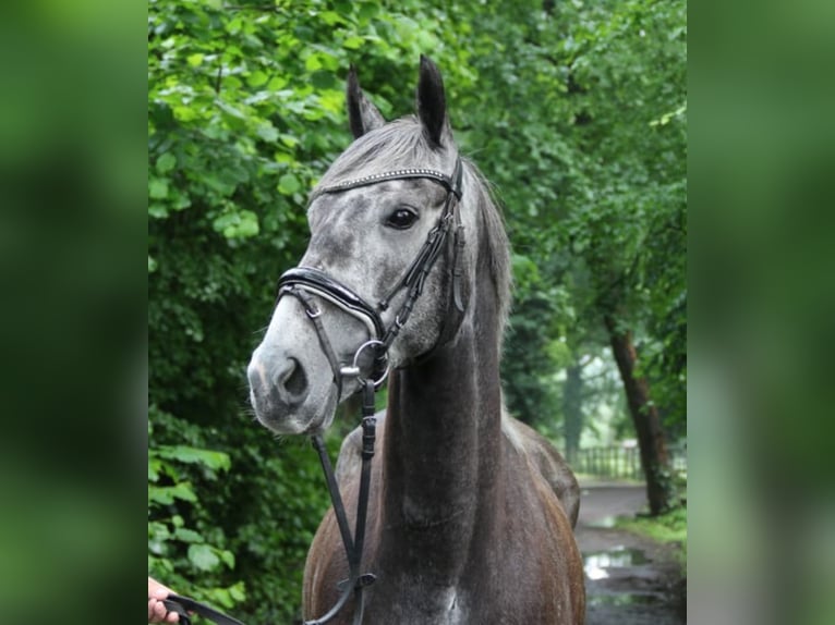Caballo de deporte irlandés Yegua 6 años 162 cm Tordillo negro in Quernheim