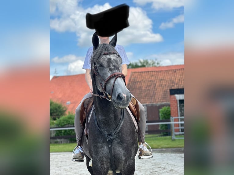 Caballo de deporte irlandés Yegua 6 años 162 cm Tordillo negro in Quernheim