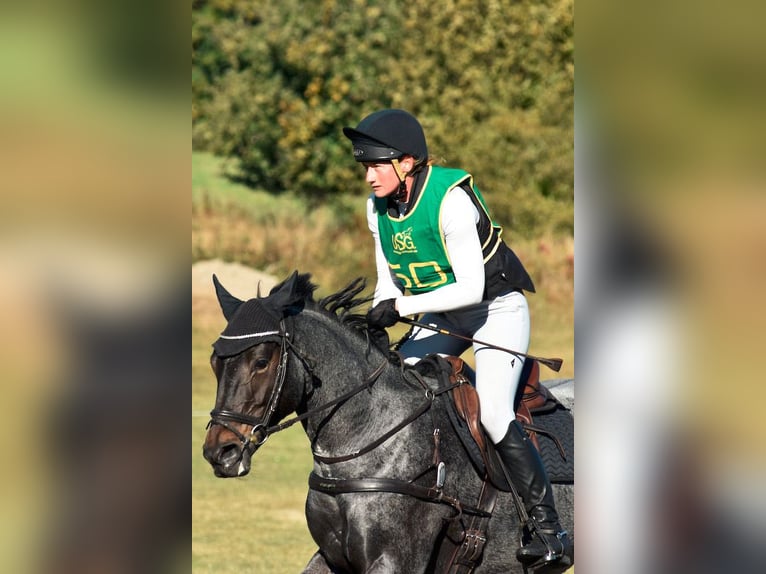 Caballo de deporte irlandés Yegua 6 años 163 cm in Westergellersen