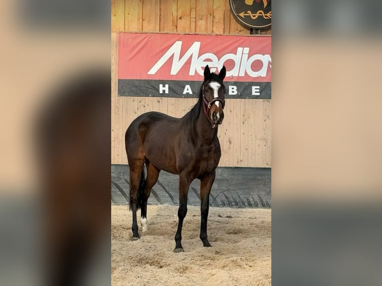Caballo de deporte irlandés Yegua 6 años 163 cm Castaño in Norderstedt