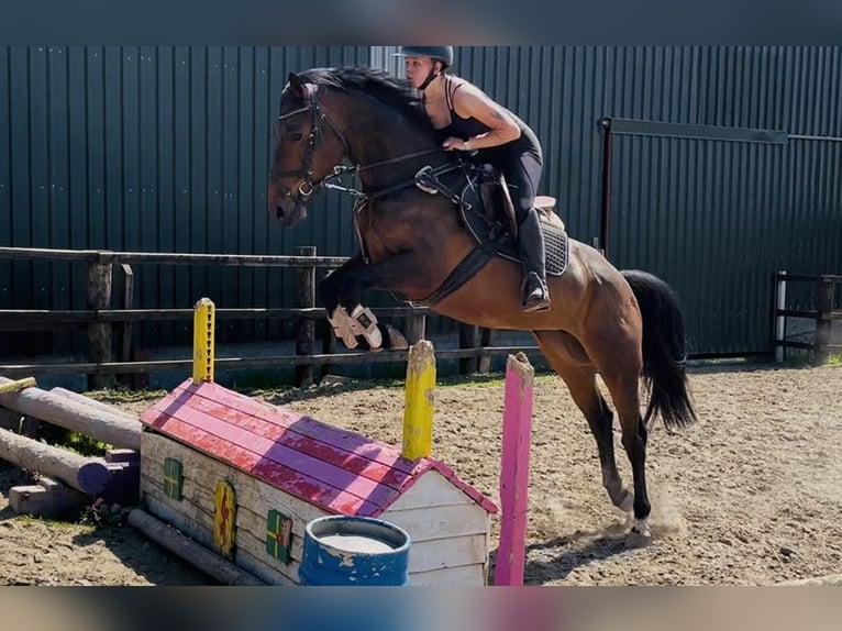 Caballo de deporte irlandés Yegua 6 años 163 cm Castaño in Sligo
