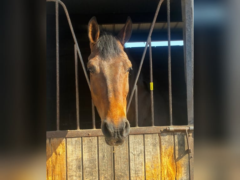 Caballo de deporte irlandés Yegua 6 años 163 cm Castaño in Sligo