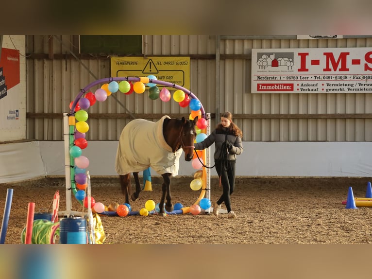 Caballo de deporte irlandés Yegua 6 años 163 cm Castaño in Leer (Ostfriesland)