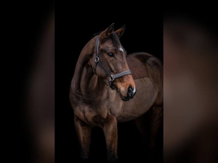 Caballo de deporte irlandés Yegua 6 años 163 cm Castaño in Leer (Ostfriesland)