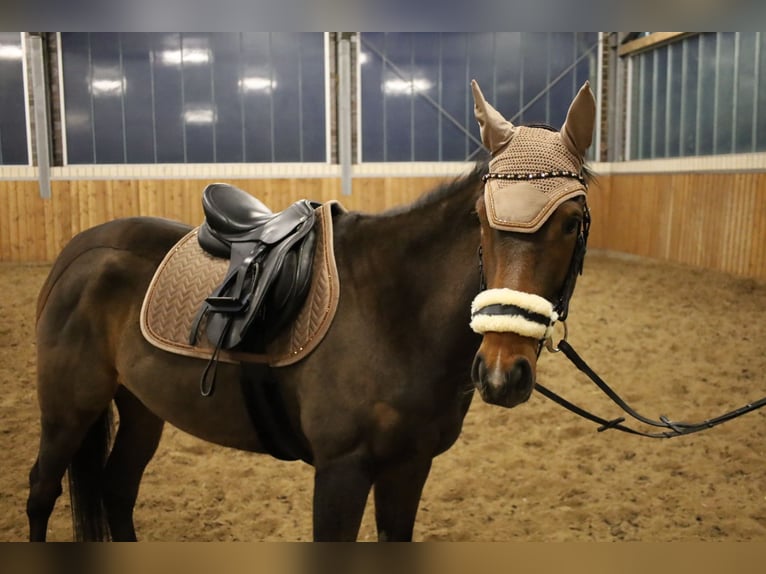 Caballo de deporte irlandés Yegua 6 años 163 cm Castaño in Leer (Ostfriesland)