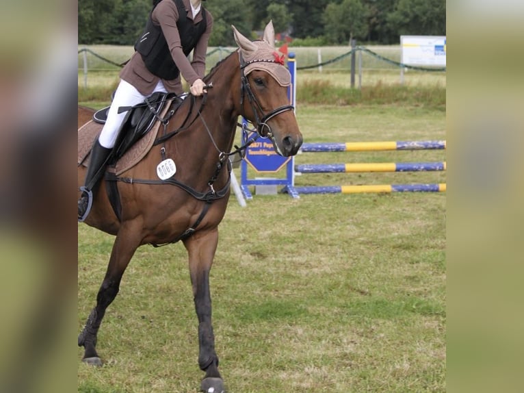 Caballo de deporte irlandés Yegua 6 años 163 cm Castaño in Leer (Ostfriesland)