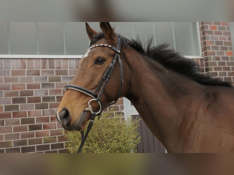 Caballo de deporte irlandés Yegua 6 años 163 cm Castaño in Leer (Ostfriesland)