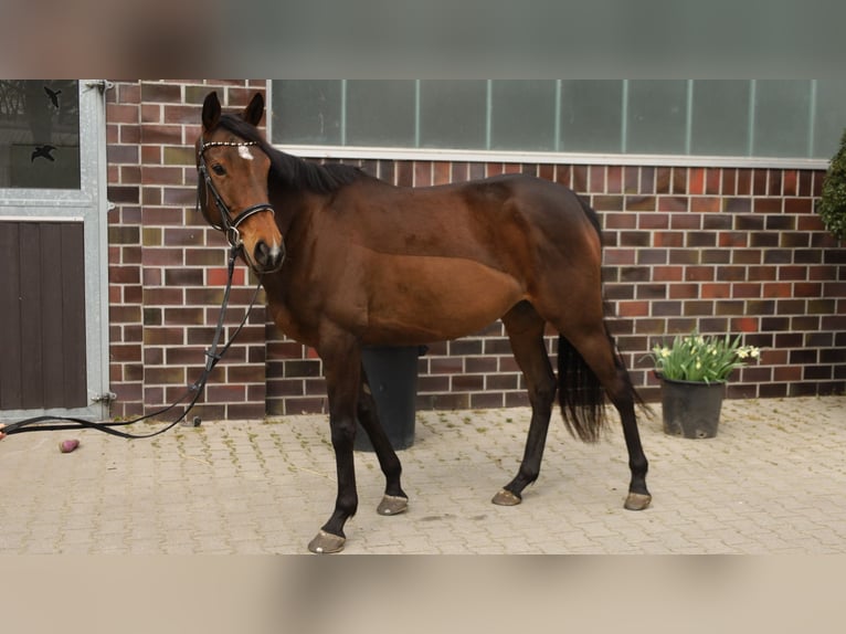 Caballo de deporte irlandés Yegua 6 años 163 cm Castaño in Leer (Ostfriesland)