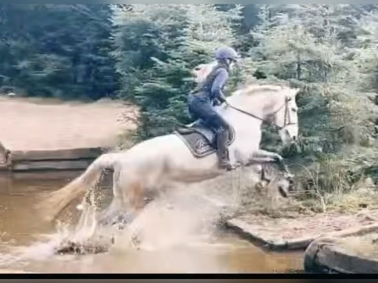 Caballo de deporte irlandés Yegua 6 años 163 cm Tordo in Stockport