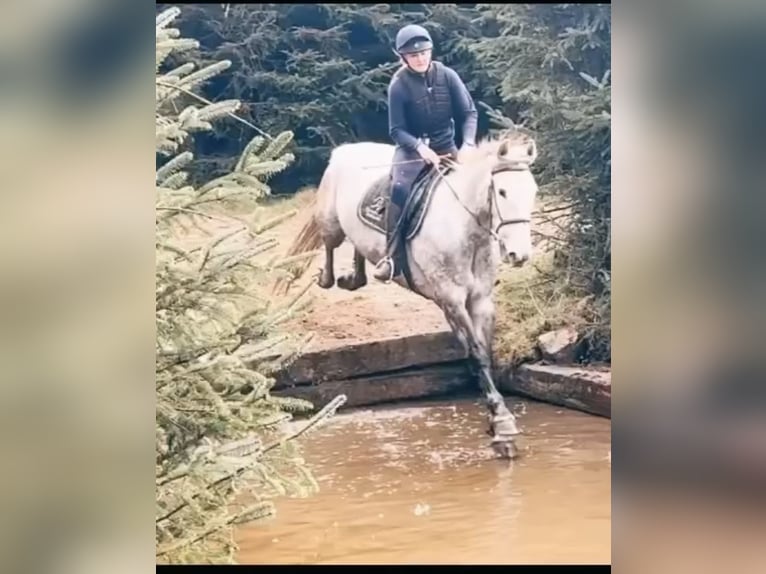 Caballo de deporte irlandés Yegua 6 años 163 cm Tordo in Stockport