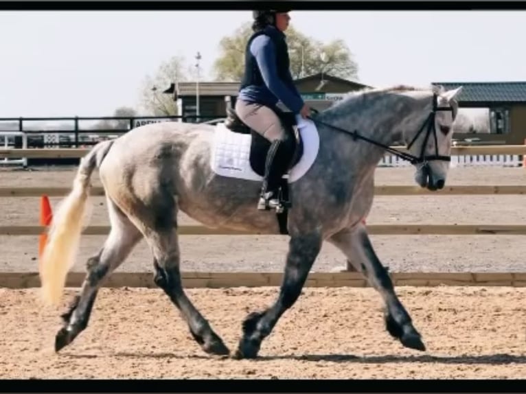 Caballo de deporte irlandés Yegua 6 años 163 cm Tordo in Stockport