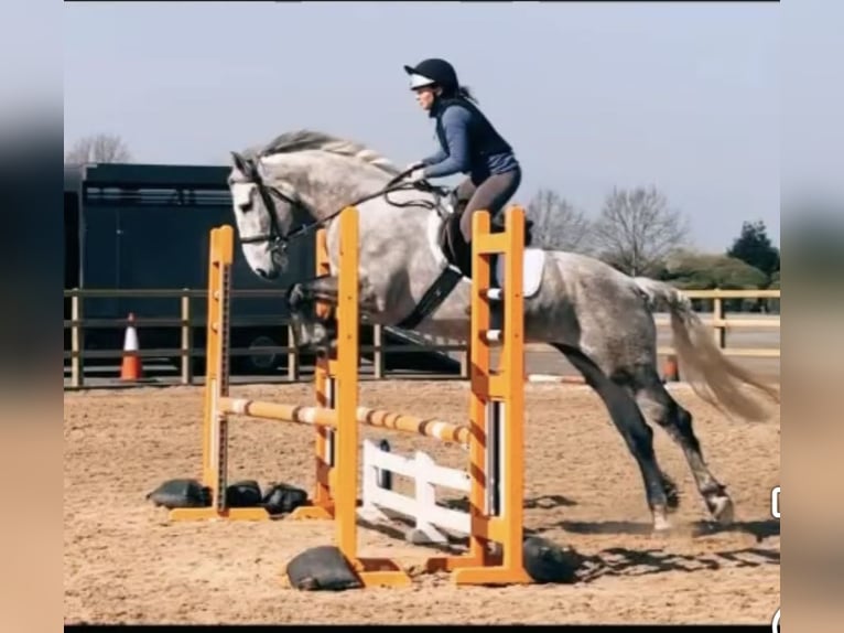 Caballo de deporte irlandés Yegua 6 años 163 cm Tordo in Stockport