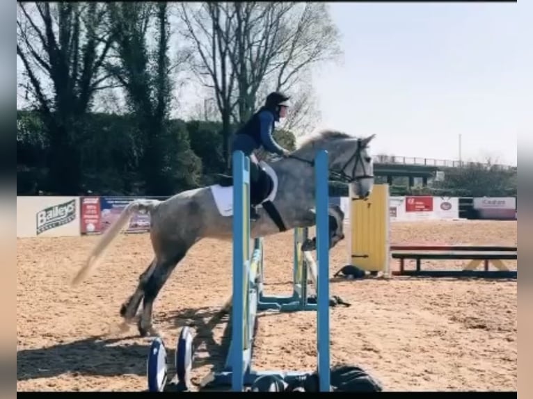 Caballo de deporte irlandés Yegua 6 años 163 cm Tordo in Stockport
