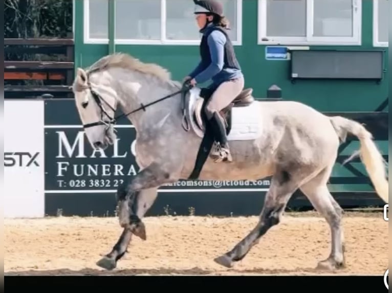 Caballo de deporte irlandés Yegua 6 años 163 cm Tordo in Stockport