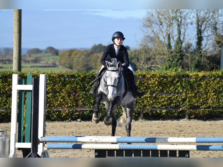 Caballo de deporte irlandés Yegua 6 años 163 cm Tordo in Drumshanbo