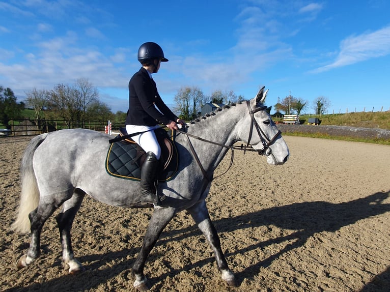 Caballo de deporte irlandés Yegua 6 años 163 cm Tordo in Drumshanbo